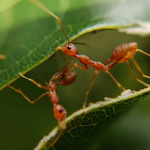 Pest Control for Ants