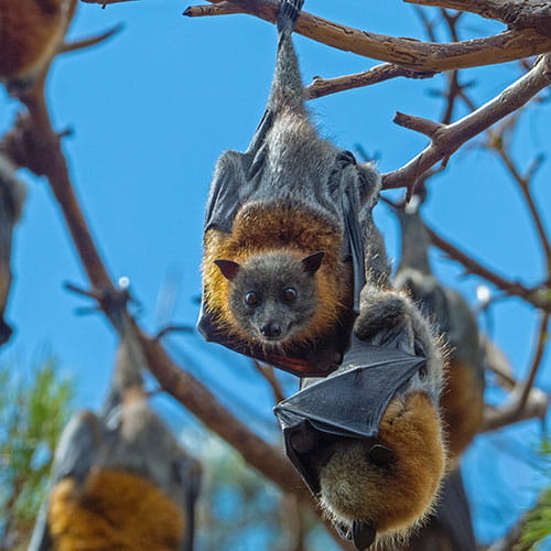 Pest Control for Bats