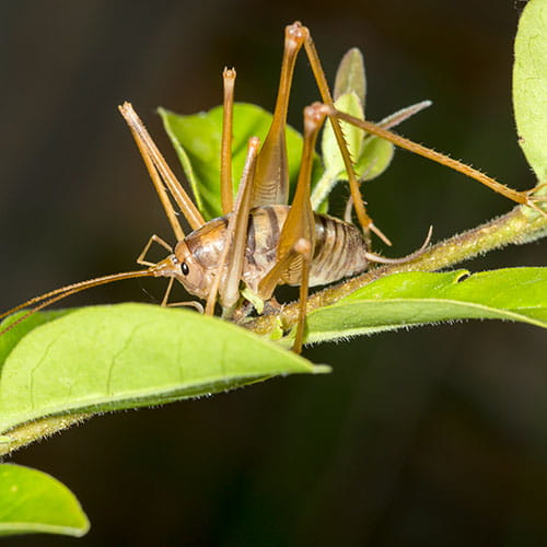Camel Crickets