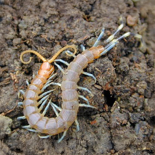 Pest Control for Centipedes