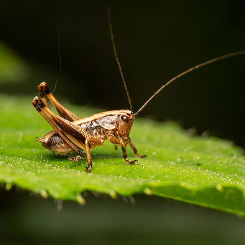 Get rid of crickets with PestAway