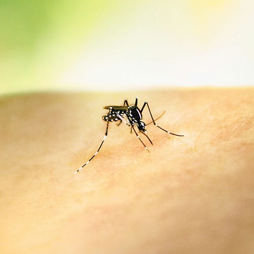 Get rid of mosquitoes with PestAway