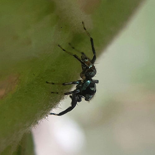 Pest Control for Spiders