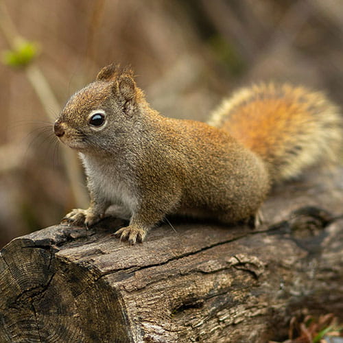 Pest Control for Squirrels