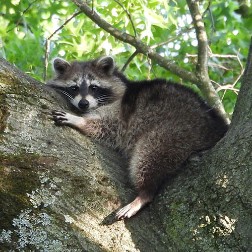 PestAway offers Wildlife Pest Control Services