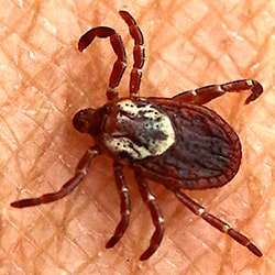 American Dog Tick can spread diseases